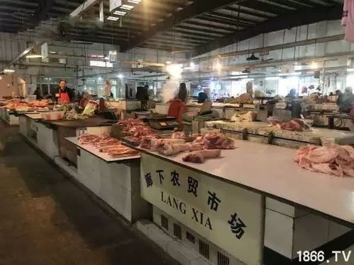 散戶退養(yǎng)成趨勢 非瘟浪潮下，這片土地只剩5家規(guī)模場占據(jù)肉品供應鏈
